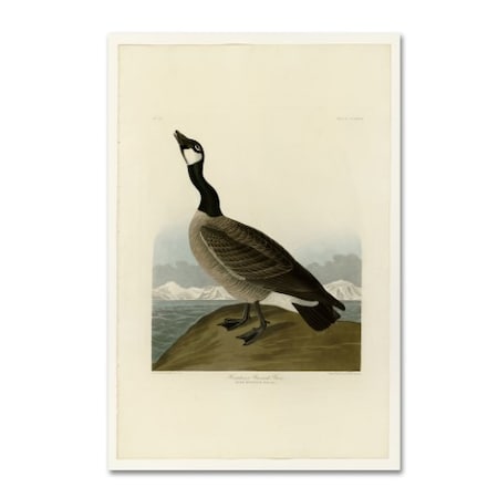 Audubon 'Hutchins Barnacle Gooseplate 277' Canvas Art,16x24